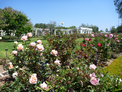 Huntington Rose Garden